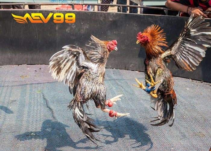 Giới thiệu đá gà trực tuyến AEV99 Giới thiệu đá gà trực tuyến AEV99